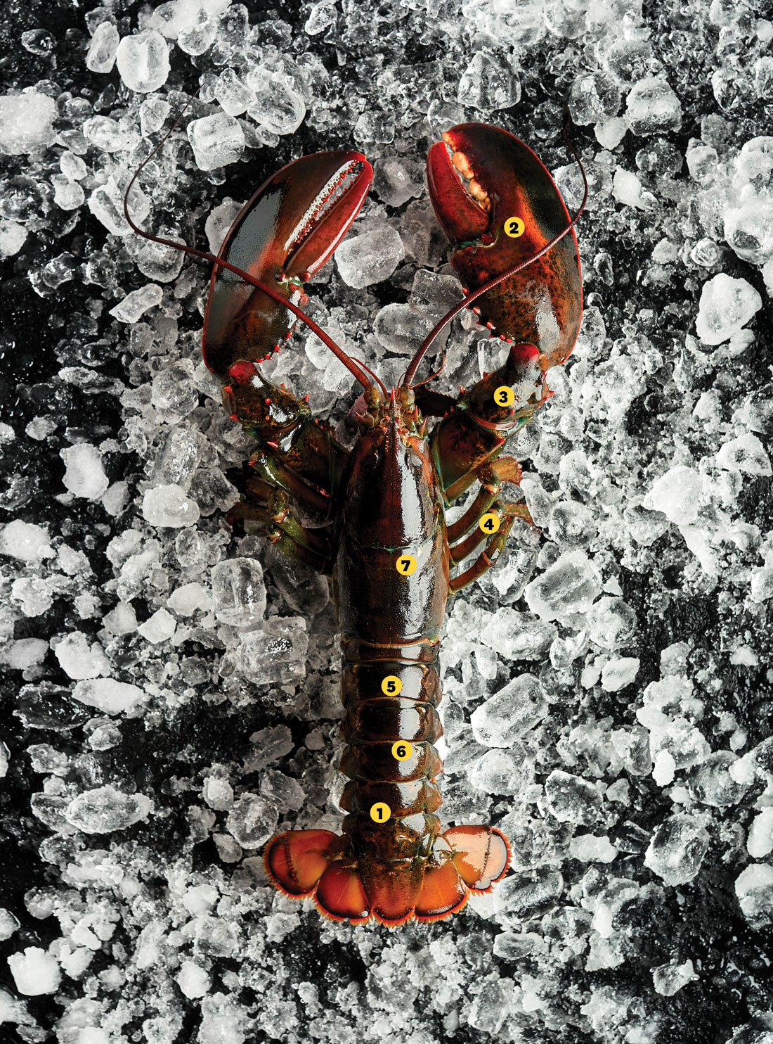 all the edible parts of a lobster