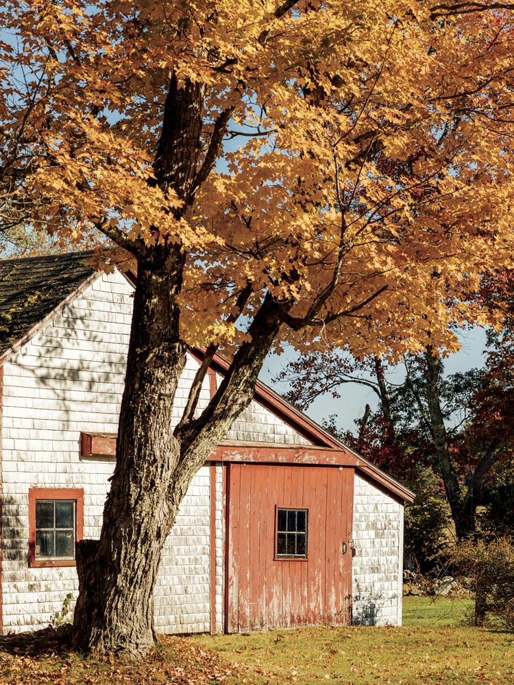 a shingled Penobscot barn