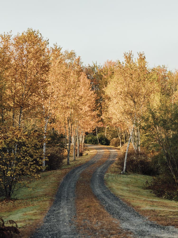 birch-shaded driveway in Brooklin