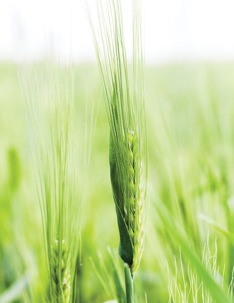 grain growing in a field