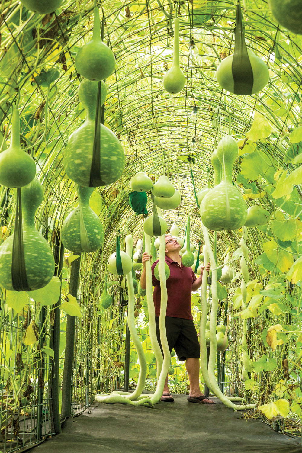 Aaron Letourneau standing beneath a cattle-panel fencing tunnel of gourds