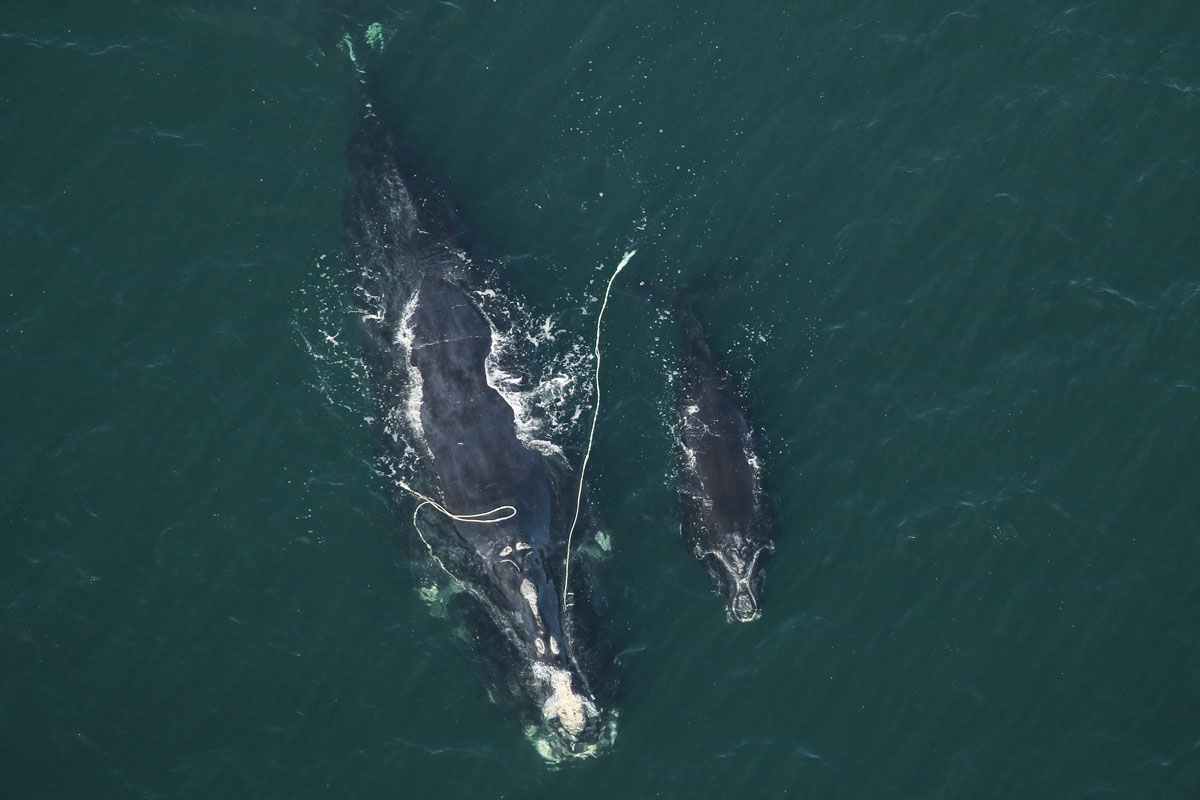 An entangled North Atlantic right whale that researchers have nicknamed Snow Cone, with her calf.
