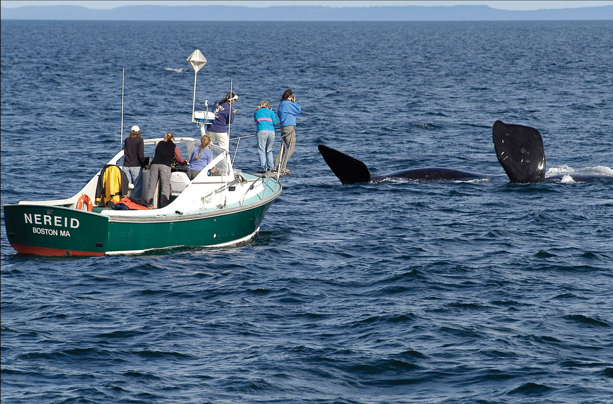 Researchers from the New England Aquarium’s Atlantic Right Whale Research Program collect data at sea.