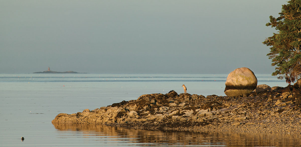 a coyote standing on the edge of Kimball Island, in Penobscot Bay