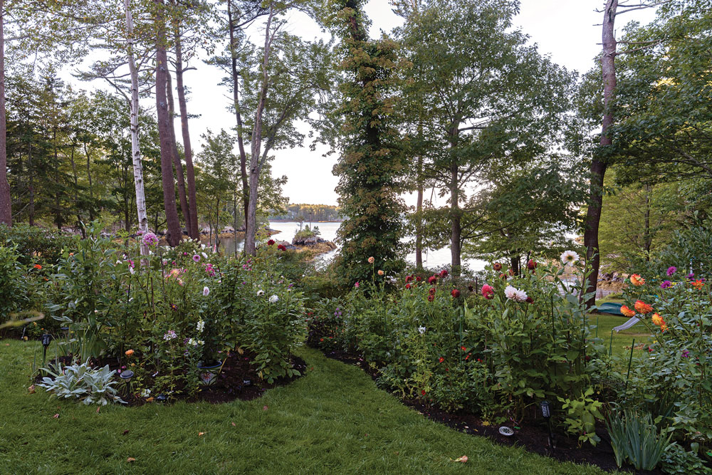 Judy Stallworth's dahlia garden in West Bath, Maine