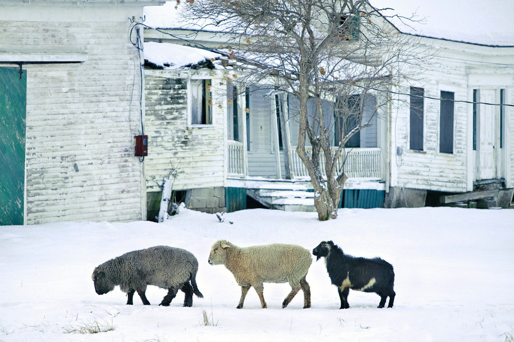 sheep in snowy yard of a white home