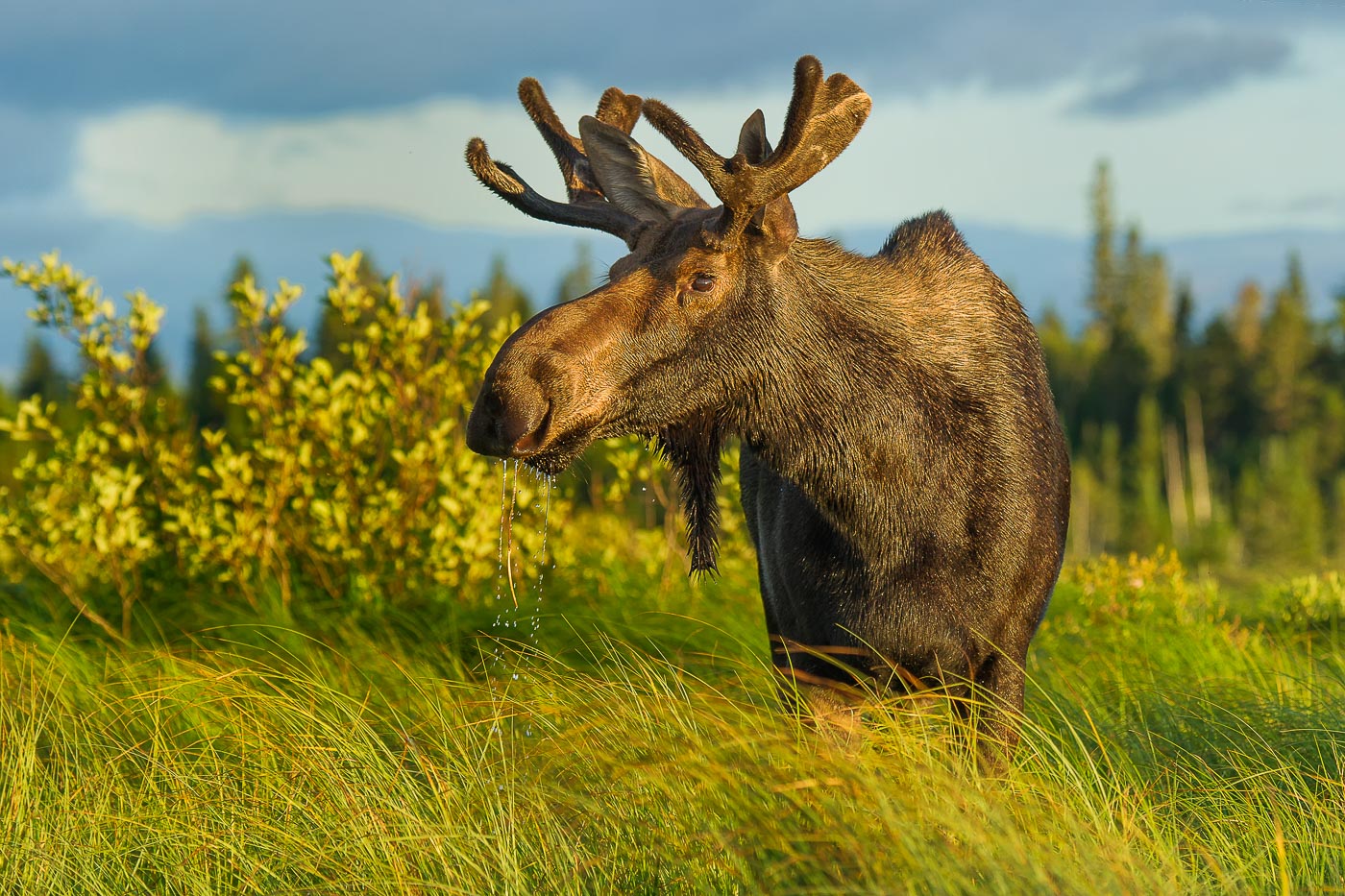 bull moose standing in tall grass
