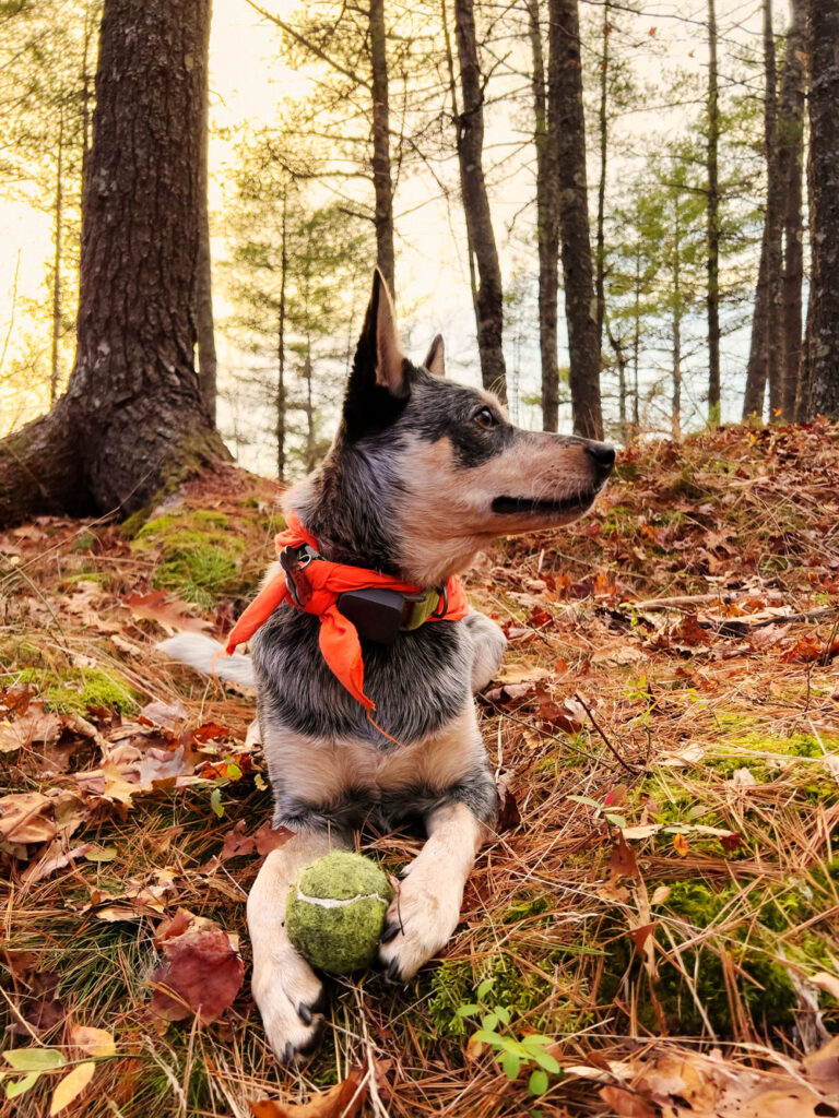 dog with a ball in a forest